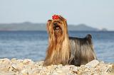 YORKSHIRE TERRIER 353